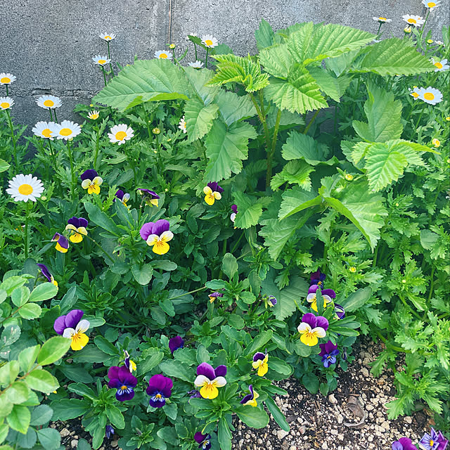 mamさんの実例写真