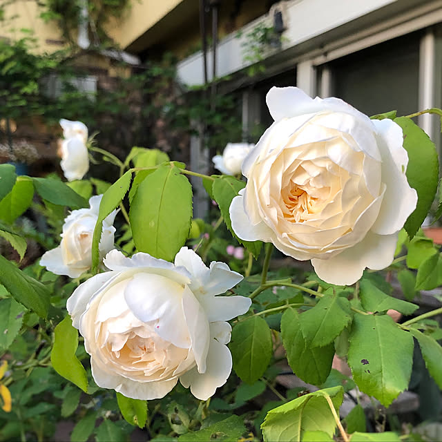 satochanさんの実例写真