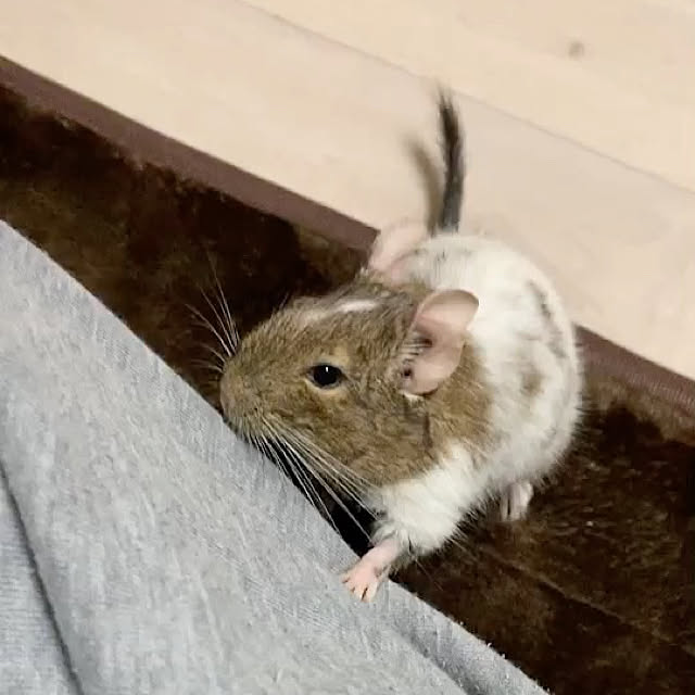 chirorinさんの実例写真