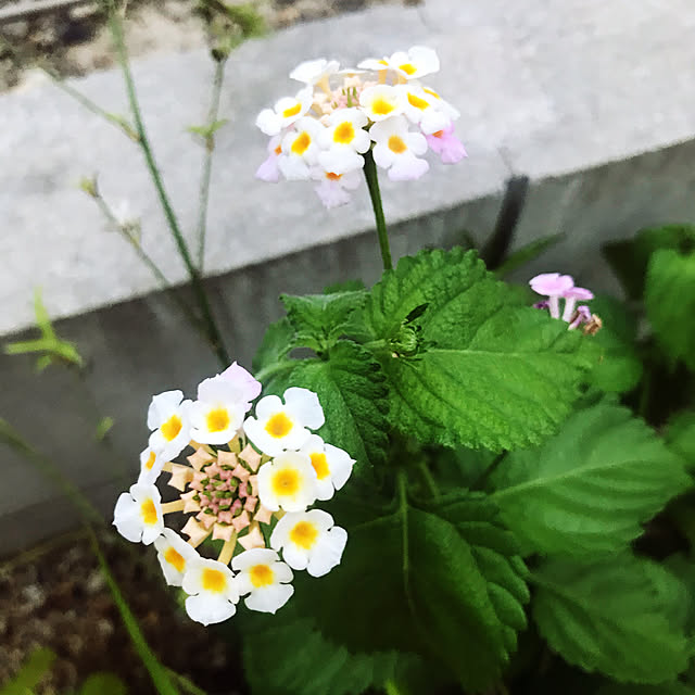 kmkmkmさんの実例写真