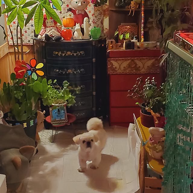 kumutanさんの実例写真