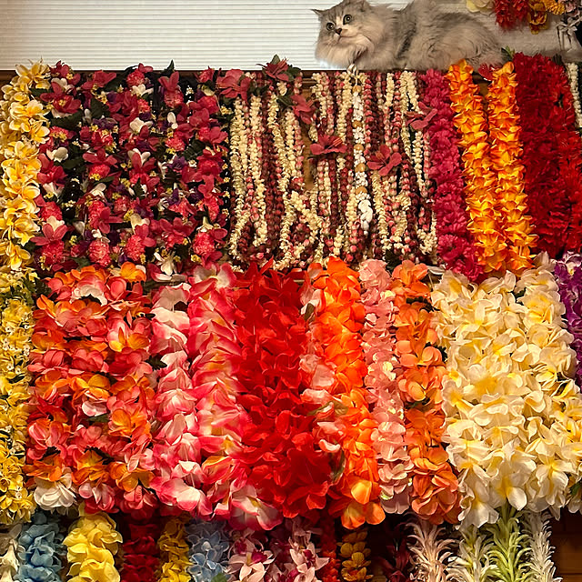 shirokoさんの実例写真