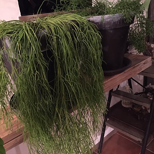 Antiqueさんの実例写真