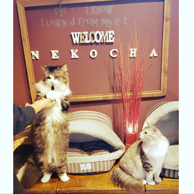 nekochhaさんの実例写真