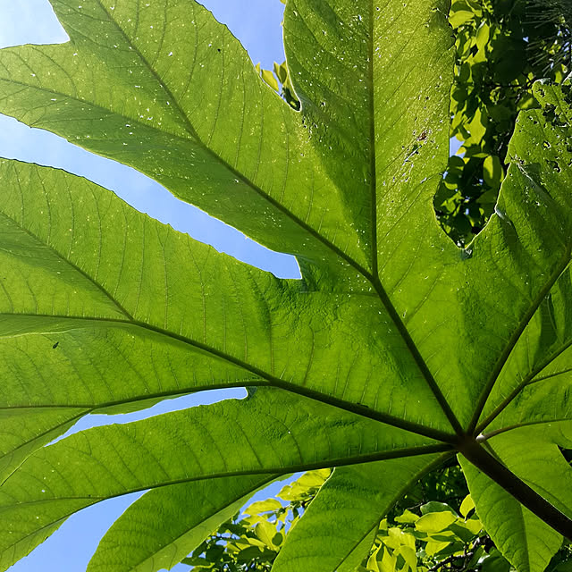 GreenHomeさんの実例写真