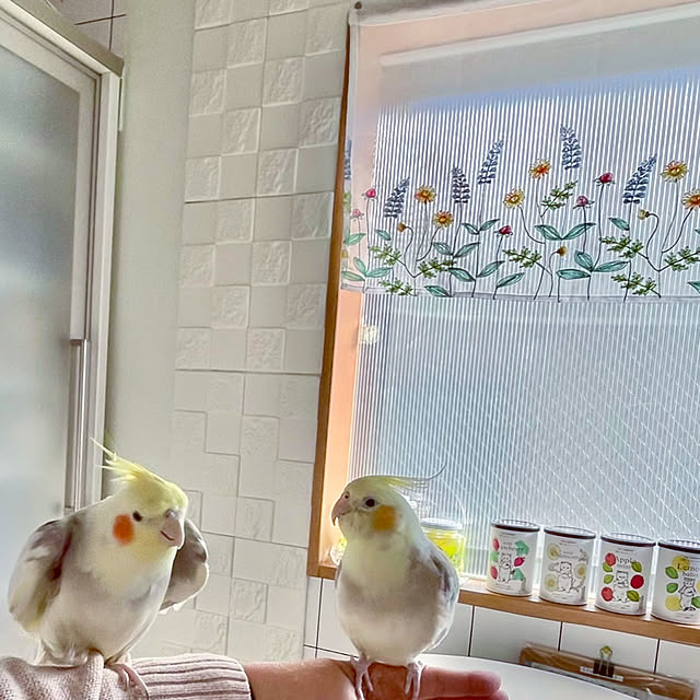 puriyuzuさんの実例写真