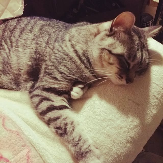 annさんの実例写真