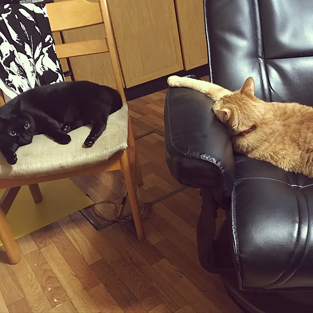 LoveCatさんの実例写真