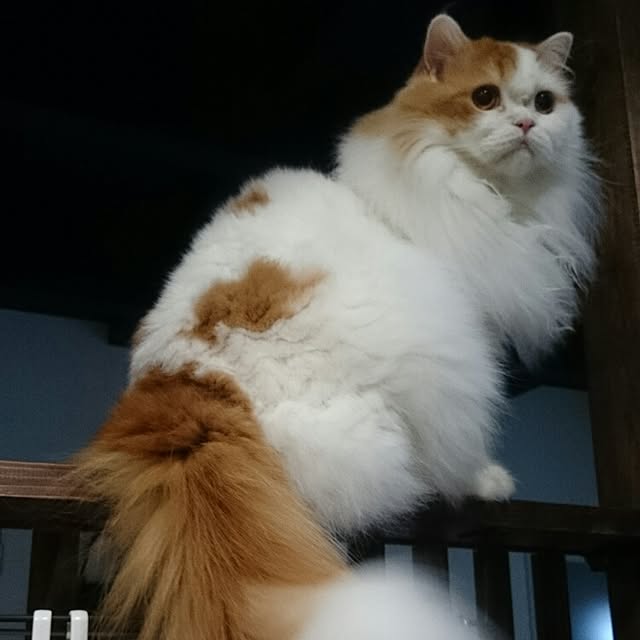 1ldksさんの実例写真