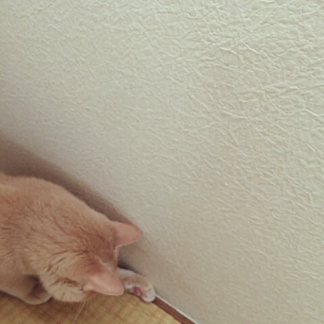 mikan161さんの実例写真