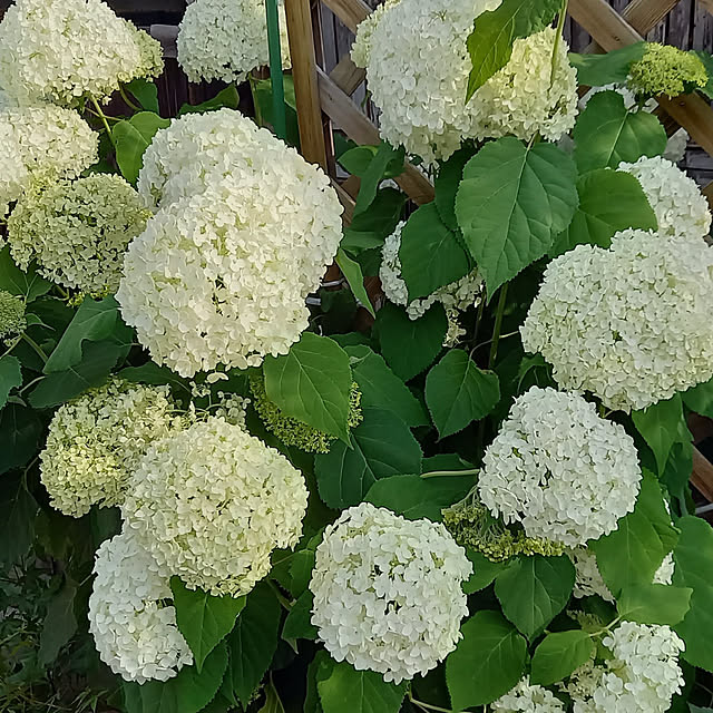 civicglさんの実例写真