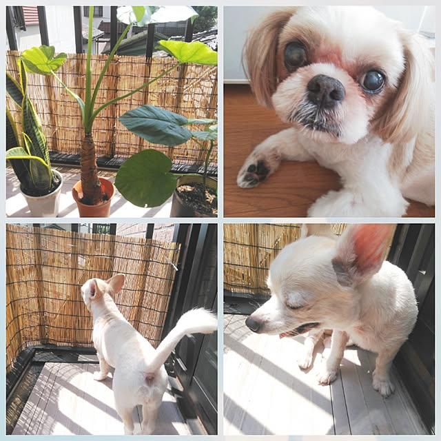 LiSAさんの実例写真