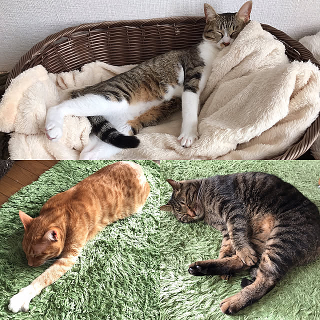maaさんの実例写真