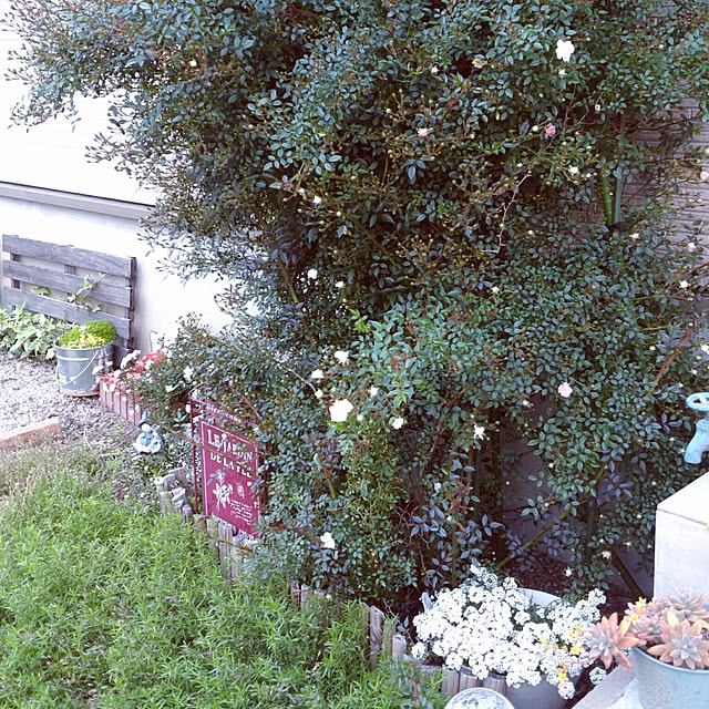 serikoさんの実例写真