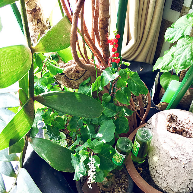 kasumiさんの実例写真