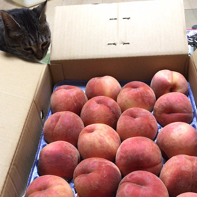 Shinさんの実例写真