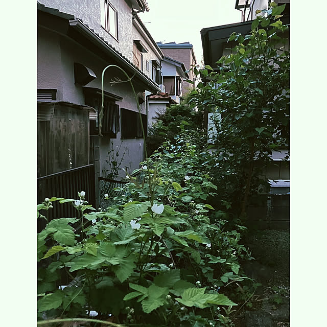 akanekoさんの実例写真