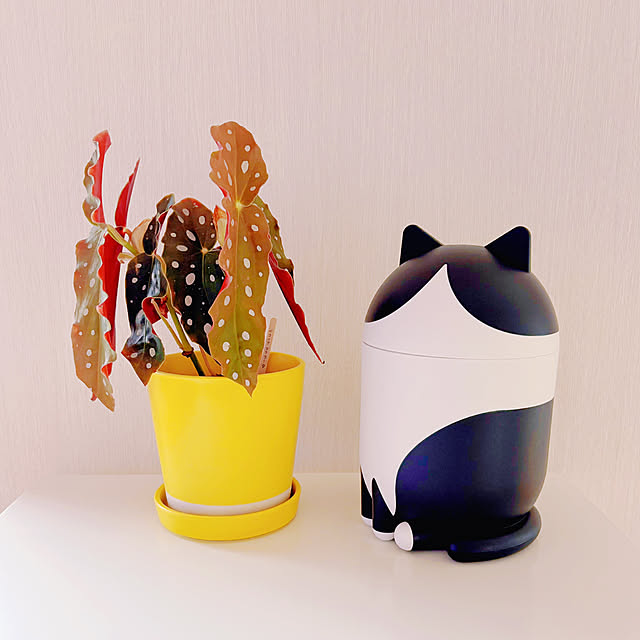 miao-kinさんの実例写真