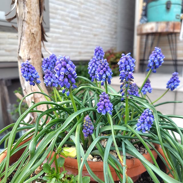 Jijiさんの実例写真