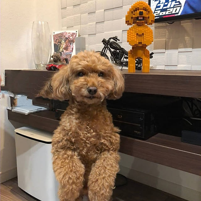 toshihiro323さんの実例写真