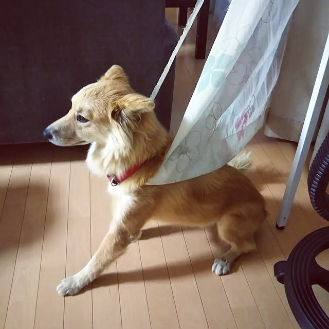 kaoriさんの実例写真