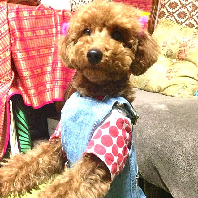 haruさんの実例写真