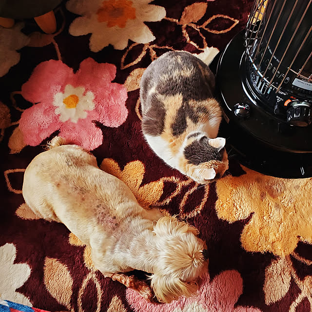kumutanさんの実例写真