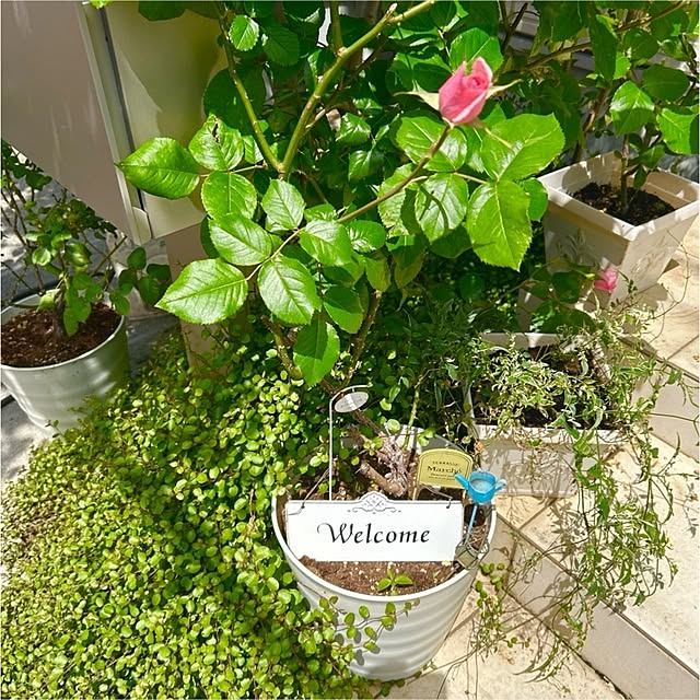 chisaさんの実例写真