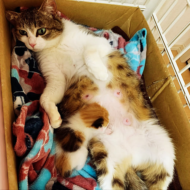tumoさんの実例写真
