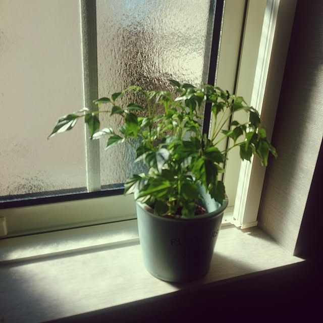 whitebirdさんの実例写真