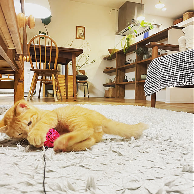Shokanさんの実例写真