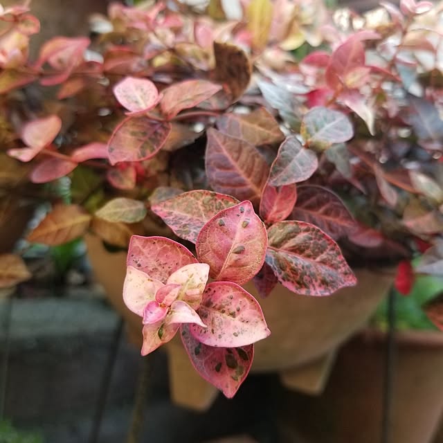 midoriさんの部屋