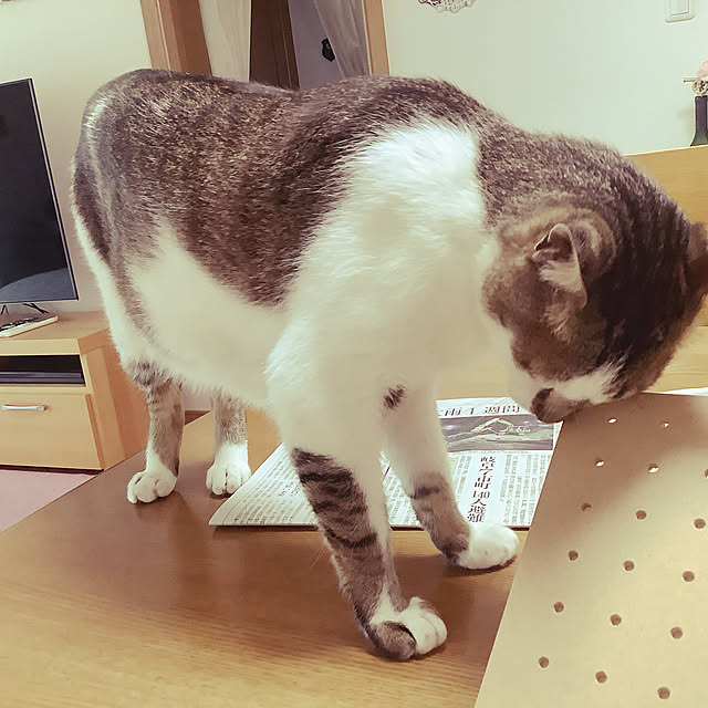 haruminさんの実例写真