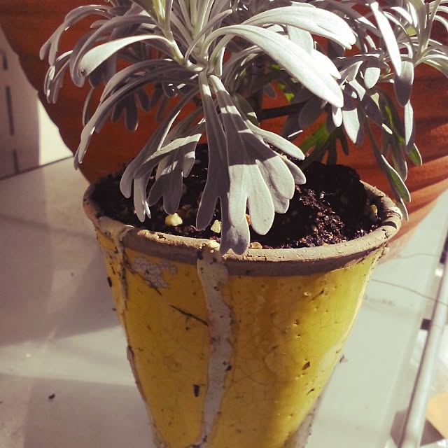 kojiさんの実例写真