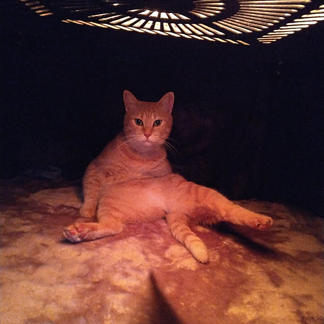 annさんの実例写真
