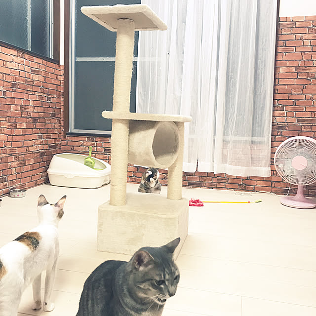 部屋全体/ねこと暮らす/ねこのいる日常/リメイクシート レンガ/猫部屋...などのインテリア実例 - 2017-08-23 20:03:34