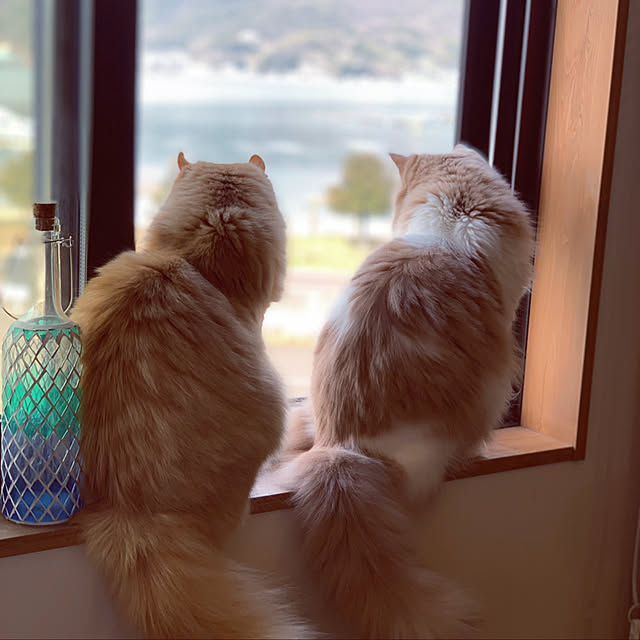 maruさんの実例写真