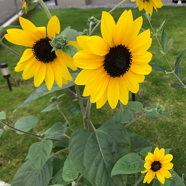 acham4111119さんの実例写真
