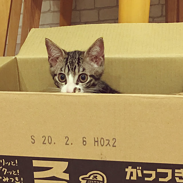 ippu0303Karinさんの実例写真