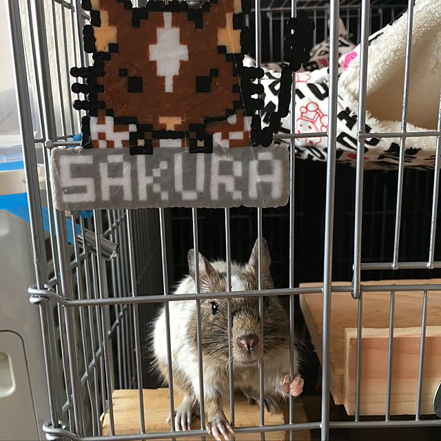 fumi_fufufuさんの実例写真