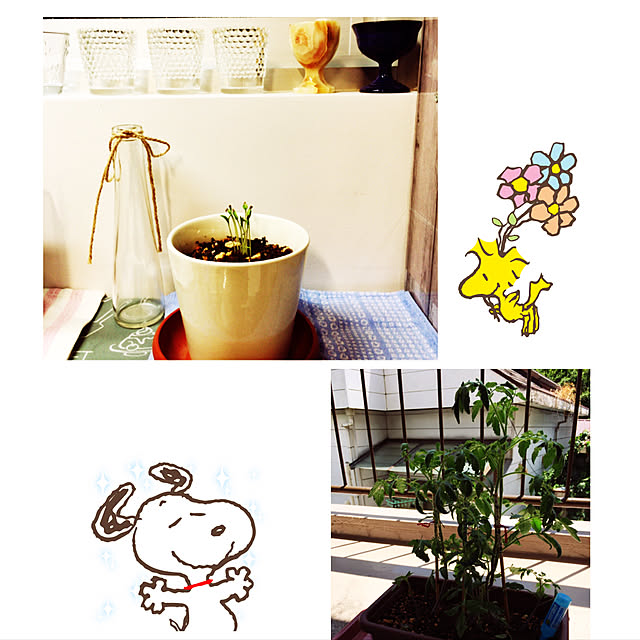 Chiibohさんの実例写真