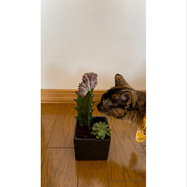 nekotsukiさんの実例写真