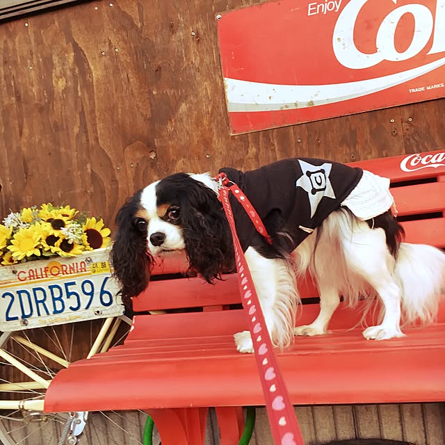 Sumomoaporomamaさんの実例写真