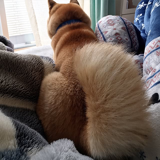 kotaさんの実例写真