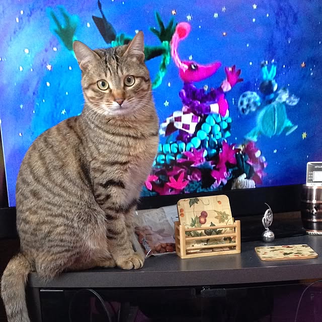 MASAさんの実例写真
