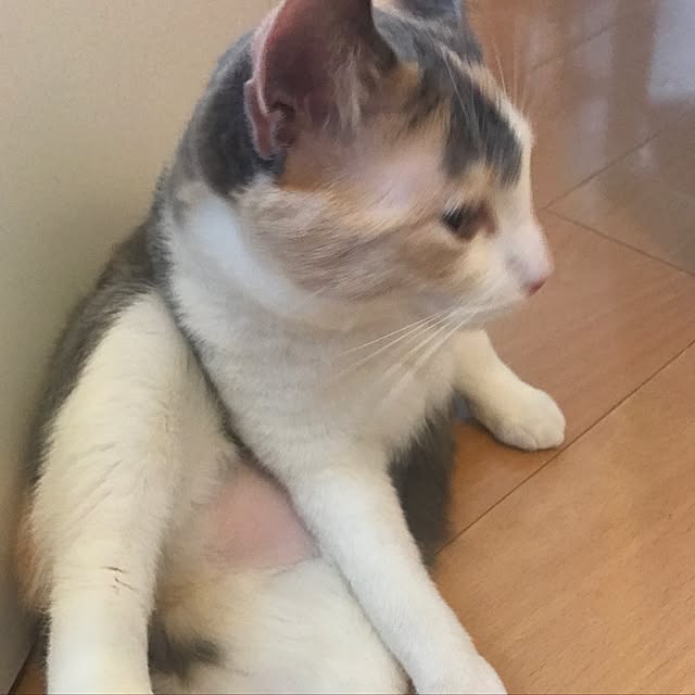 実例写真