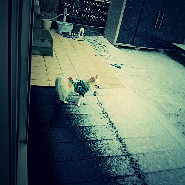 実例写真