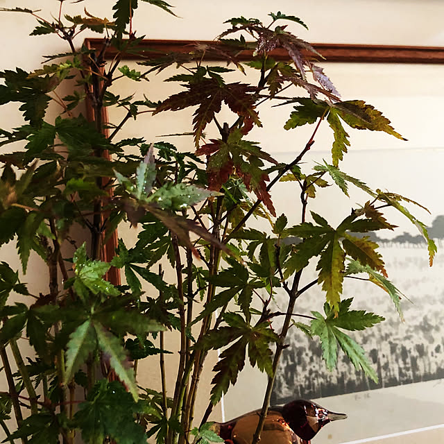 chacoさんの実例写真
