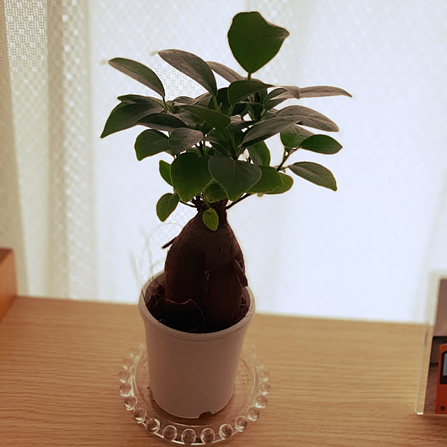 Shizukuさんの実例写真