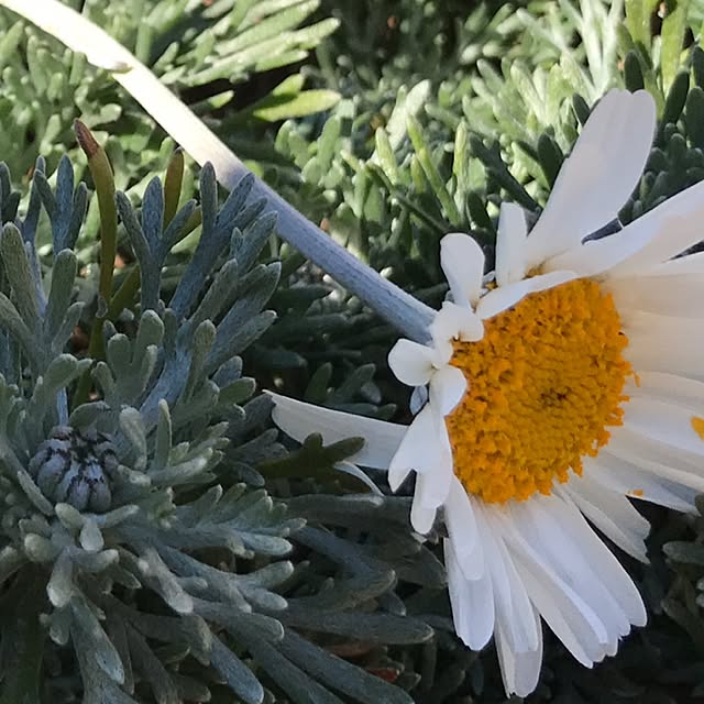 kokko3さんの実例写真